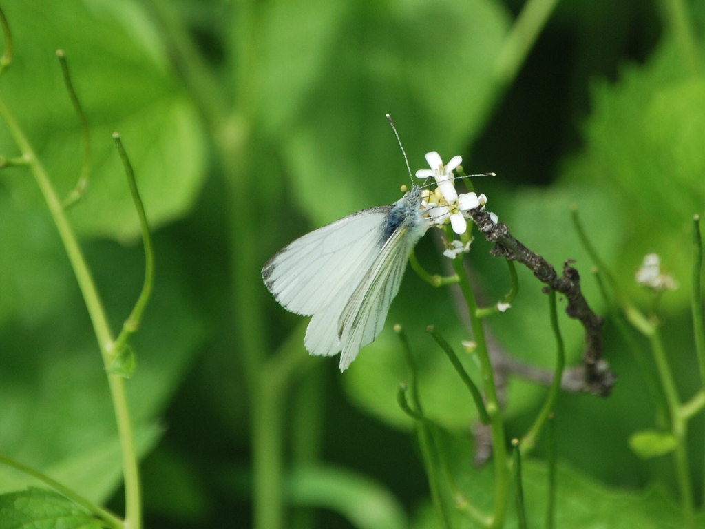 Pieris napi?